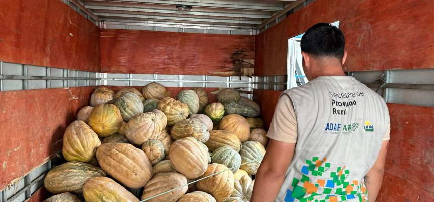 O Governo do Amazonas, por meio da Agência de Desenvolvimento Sustentável do Amazonas (ADS), adquiriu 25 toneladas de jerimum. A iniciativa visa apoiar os produtores rurais que cultivam em áreas de várzea e beneficiará produtores da agricultura familiar da comunidade Costa do Barroso, no município de Manaquiri (a 60 quilômetros de Manaus).